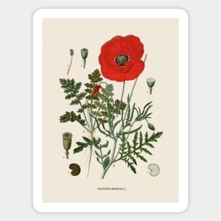 Field Poppy Antique Botanical Illustration Sticker